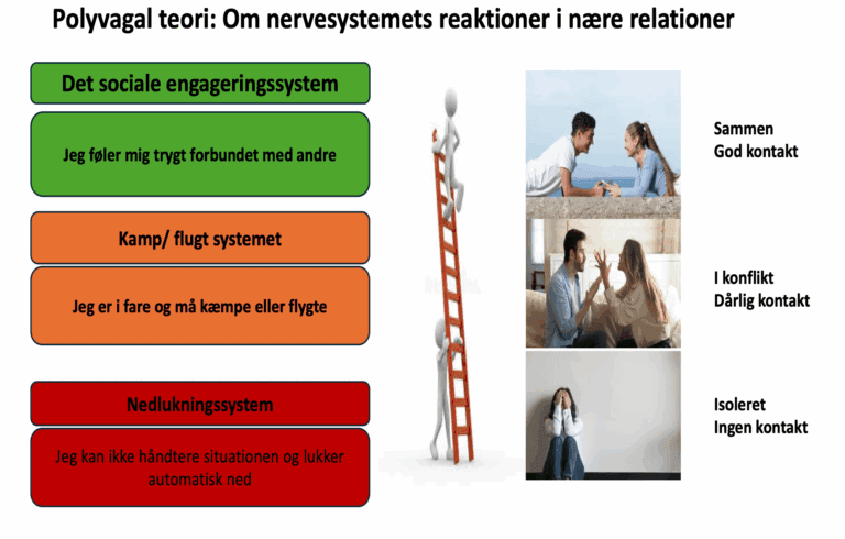 Polyvagal stige Infografik om polyvagal teori med en stige og tre nervesystemtilstande