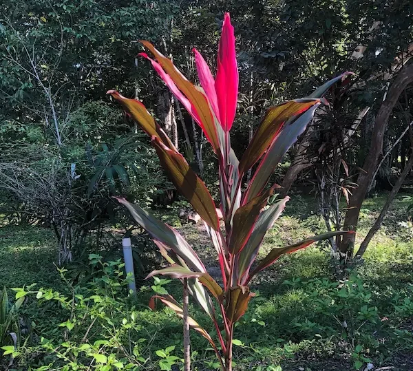 R├©d og gr├©n tropisk plante i en have