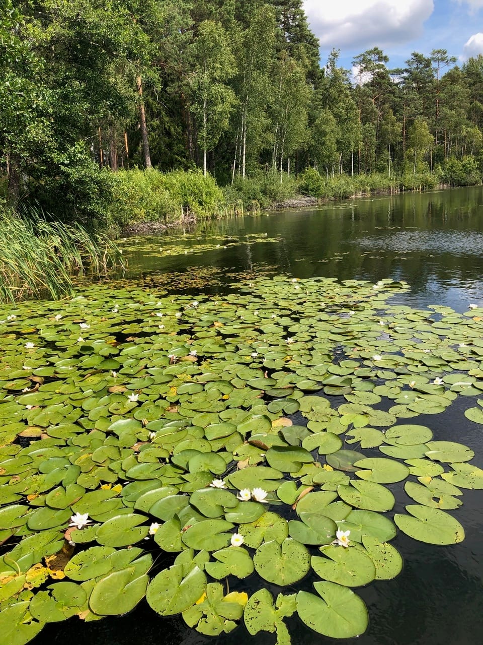 Skovsø med nøkkeroser og hvide blomster på vandet